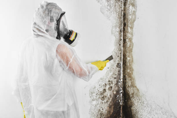 Best Mold Inspection  in Sumner, IA