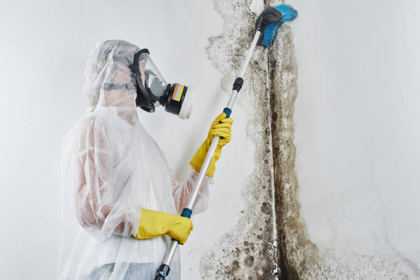 Attic Mold Removal in Sumner, IA