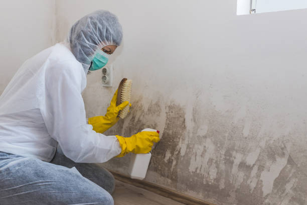 Best Attic Mold Removal  in Sumner, IA