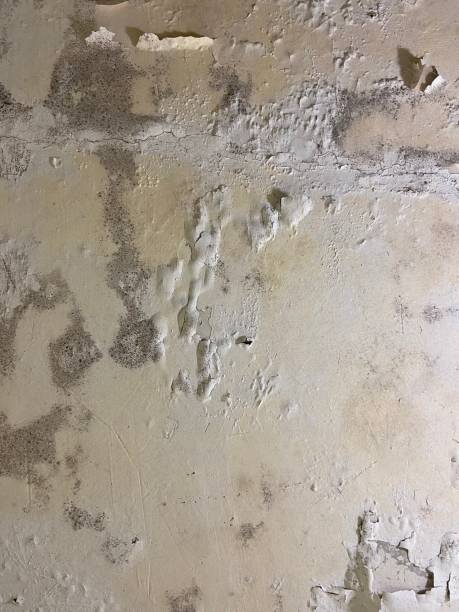 Trusted Sumner, IA Mold Removal Experts