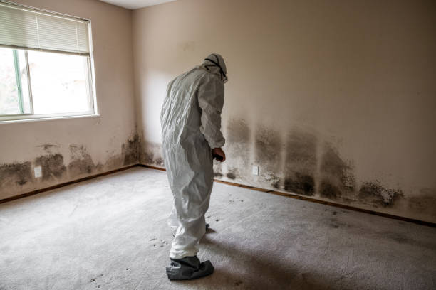 Best Mold Cleaning Services  in Sumner, IA