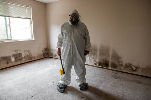 Best Black Mold Removal  in Sumner, IA
