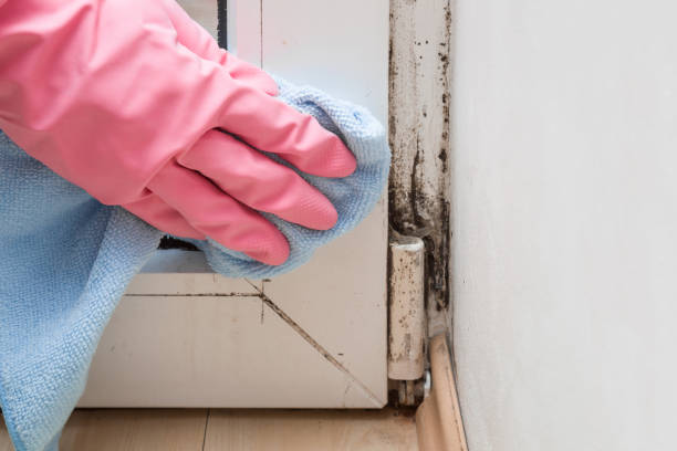Best Mold Testing  in Sumner, IA