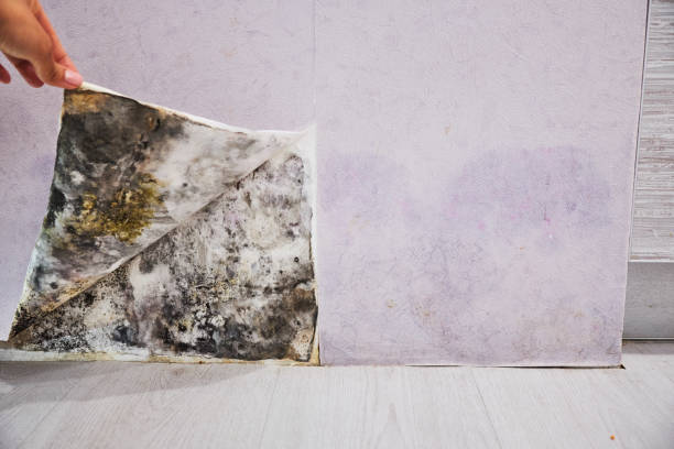 Best Mold Remediation  in Sumner, IA